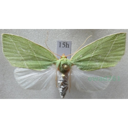 Bena bicolorana (Fuessly, 1775) Czech15h